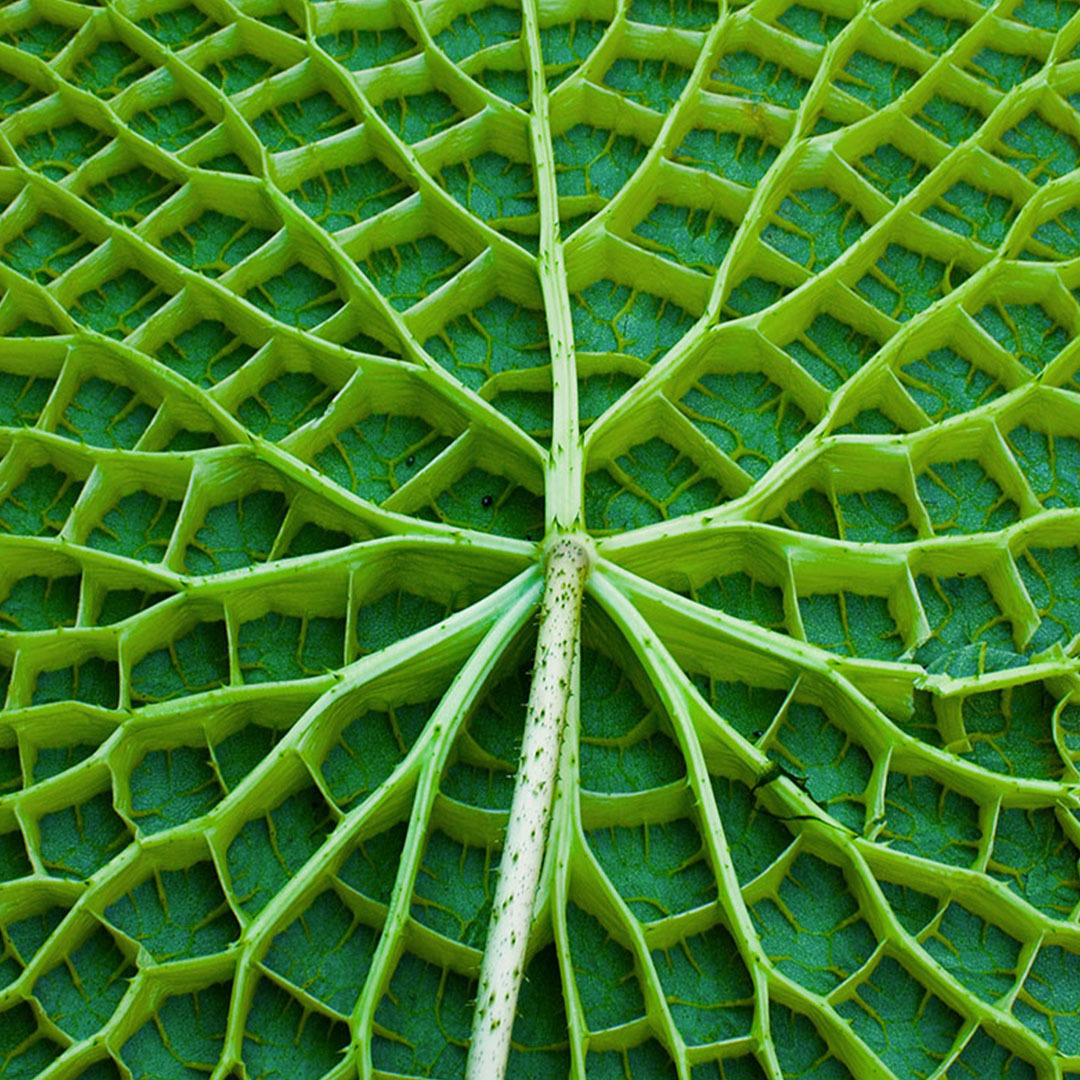 Nahaufnahme der Unterseite eines großen grünen Blattes mit einem ausgeprägten, netzartigen Adernmuster. Die kräftigen, erhabenen Blattadern bilden ein geometrisches Muster, das die gesamte Blattfläche überzieht.