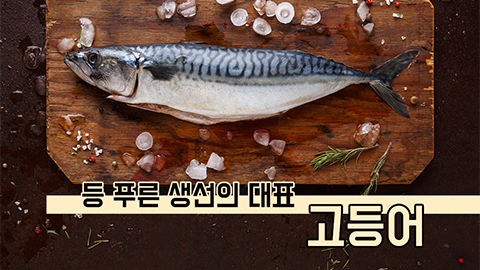 [카드뉴스] 등 푸른 생선의 대표 고등어