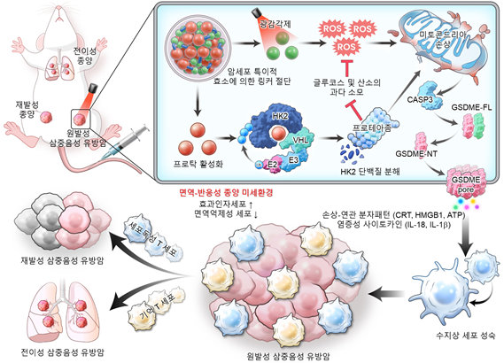 나노탁의 광역학 치료 매개 파이롭토시스 강화 및 암 대사 리프로그래밍 기전. 한국연구재단 제공