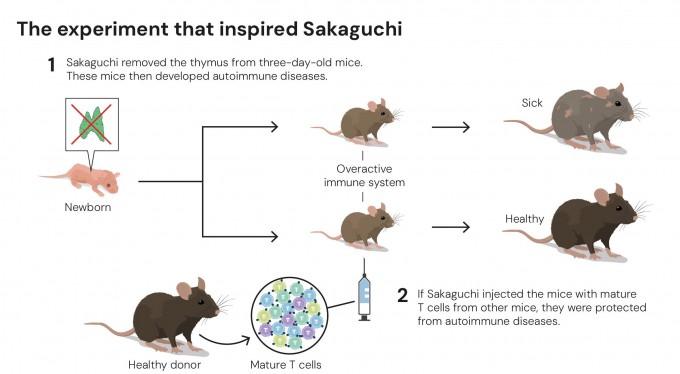 2025년 노벨생리의학상 수상자인 사카구치 교수에게 영감을 준 실험 모식도. Nobel Prize 제공.