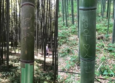 일본에서 나라망신…명소 대나무에 이름 새긴 한국인들