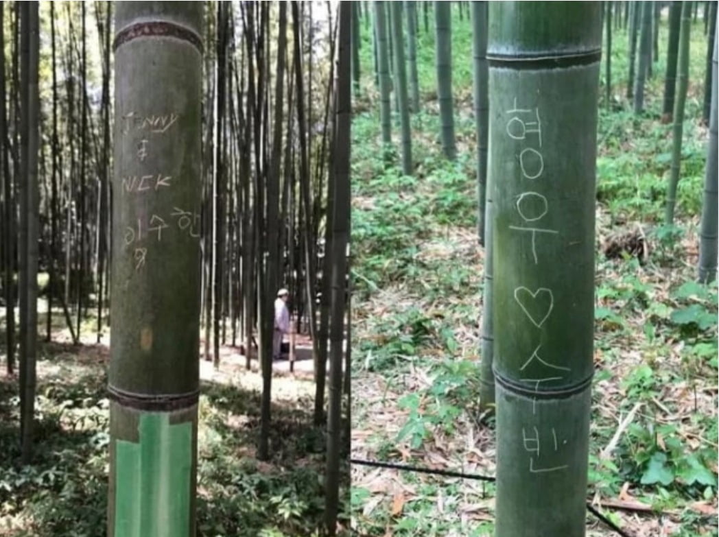 최근 일본 교토의 유명 명소인 아라시야마 대나무 숲길에서도 다수의 한글 낙서가 발견된 장면 /사진=온라인 커뮤니티